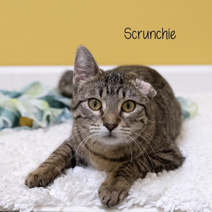 Enlarge Scrunchie, a Adoptable Domestic Short Hair in Pekin, IL image 5/5
