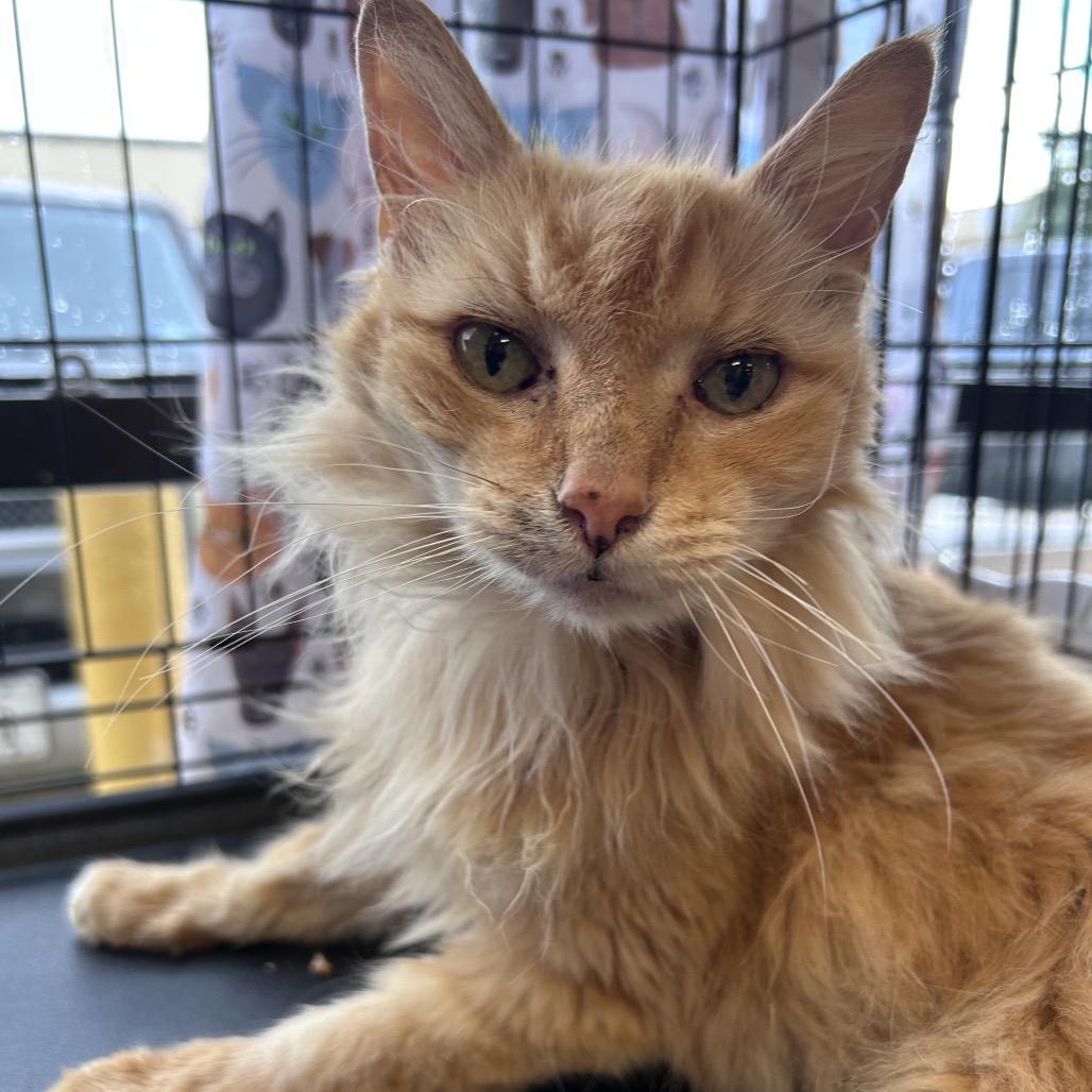 Enlarge Pumpkin, a Adoptable Domestic Long Hair in Webster, TX image 1/1