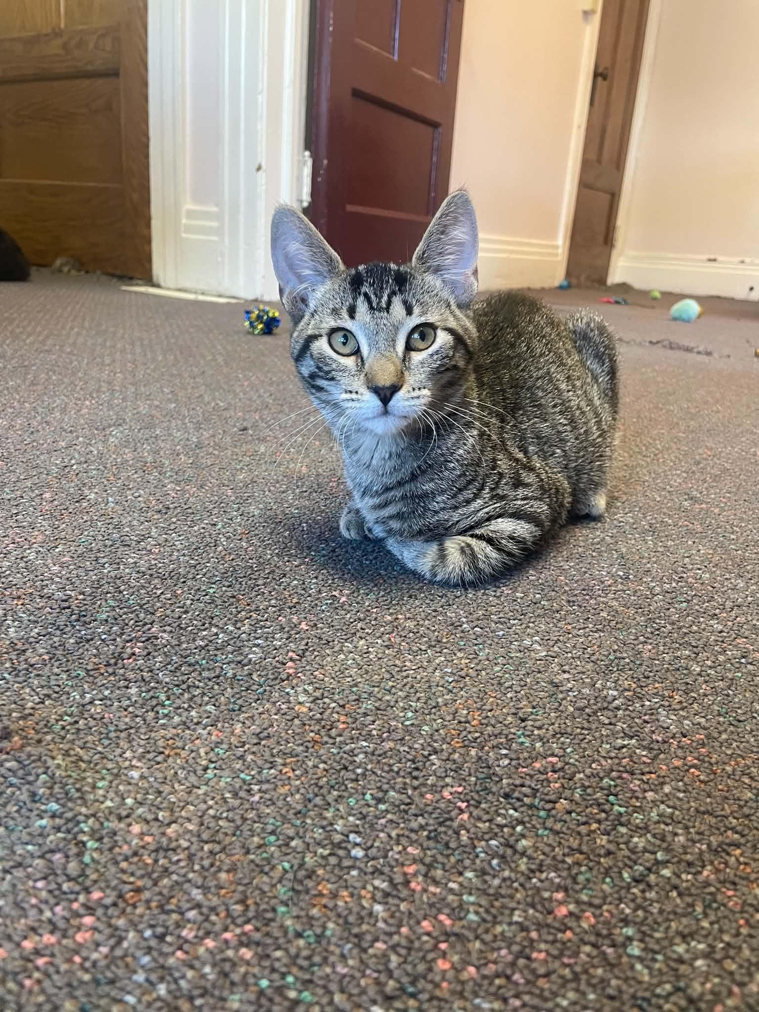 Enlarge Gabapentin, a Adoptable Domestic Short Hair in Penfield, NY image 4/6