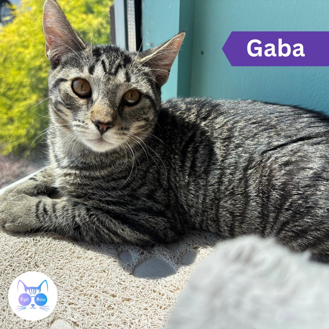 Gabapentin, Adoptable, Young Female Domestic Short Hair.