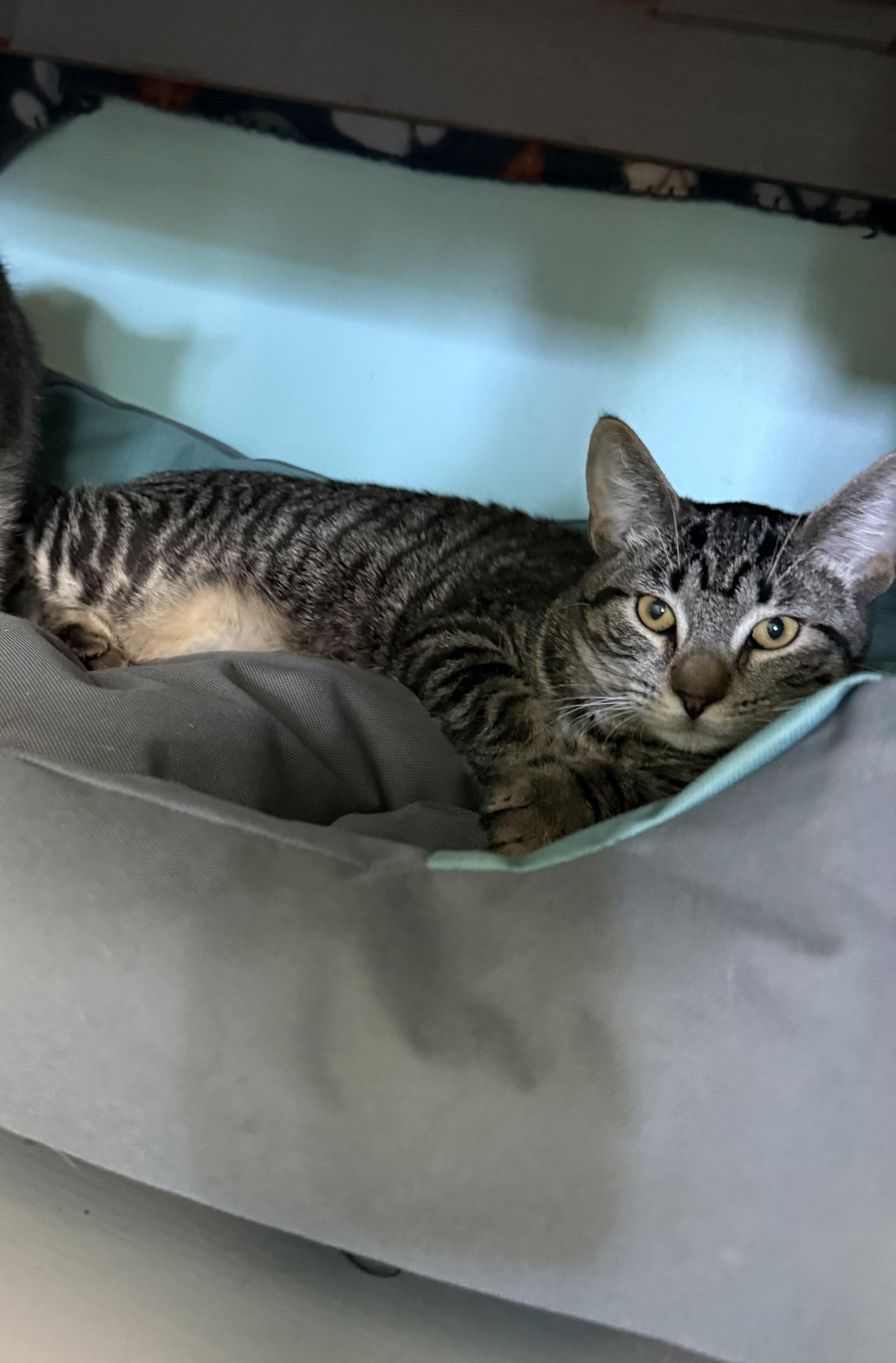 Enlarge Gabapentin, a Adoptable Domestic Short Hair in Penfield, NY image 2/6