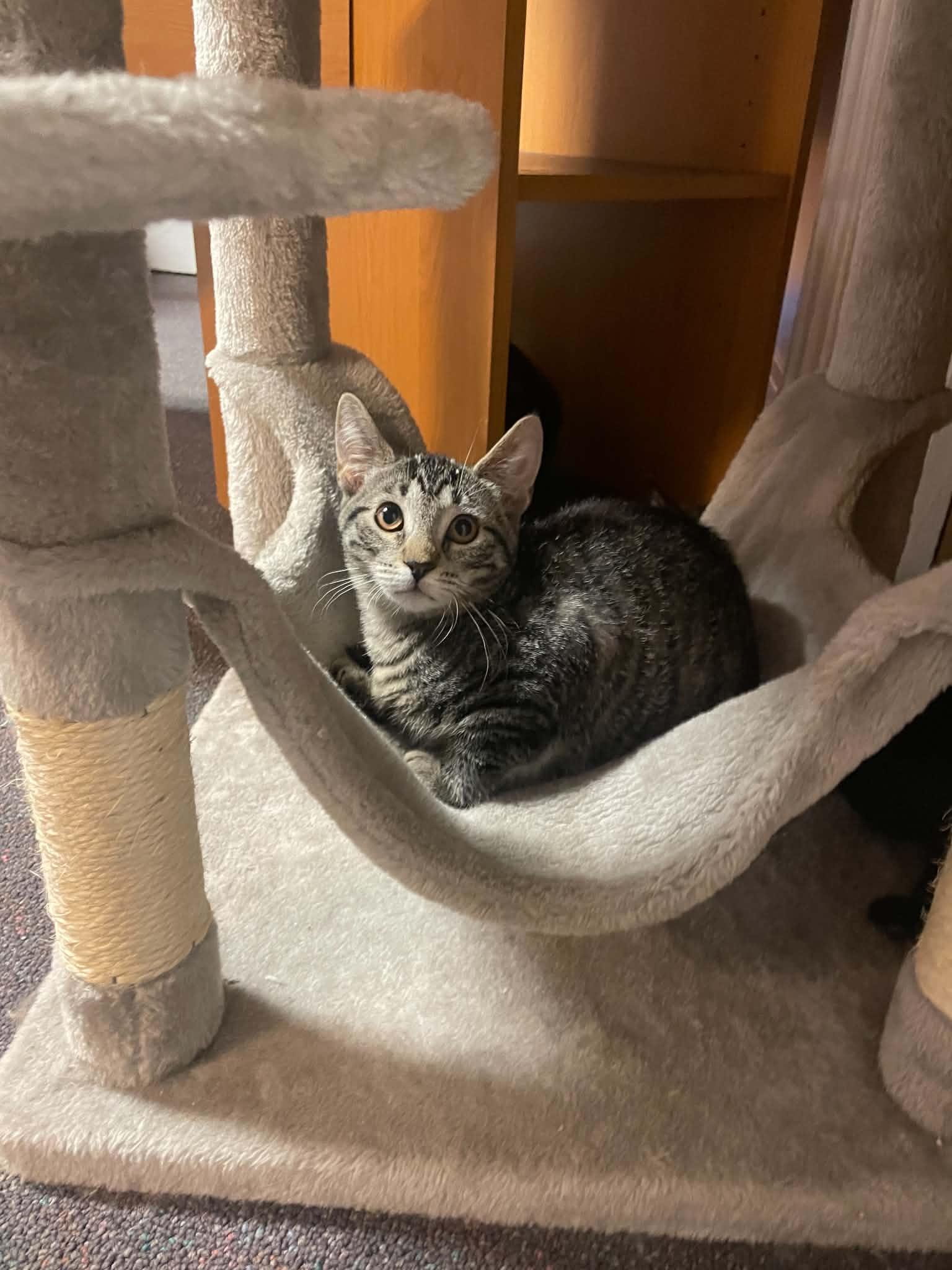 Enlarge Gabapentin, a Adoptable Domestic Short Hair in Penfield, NY image 5/6