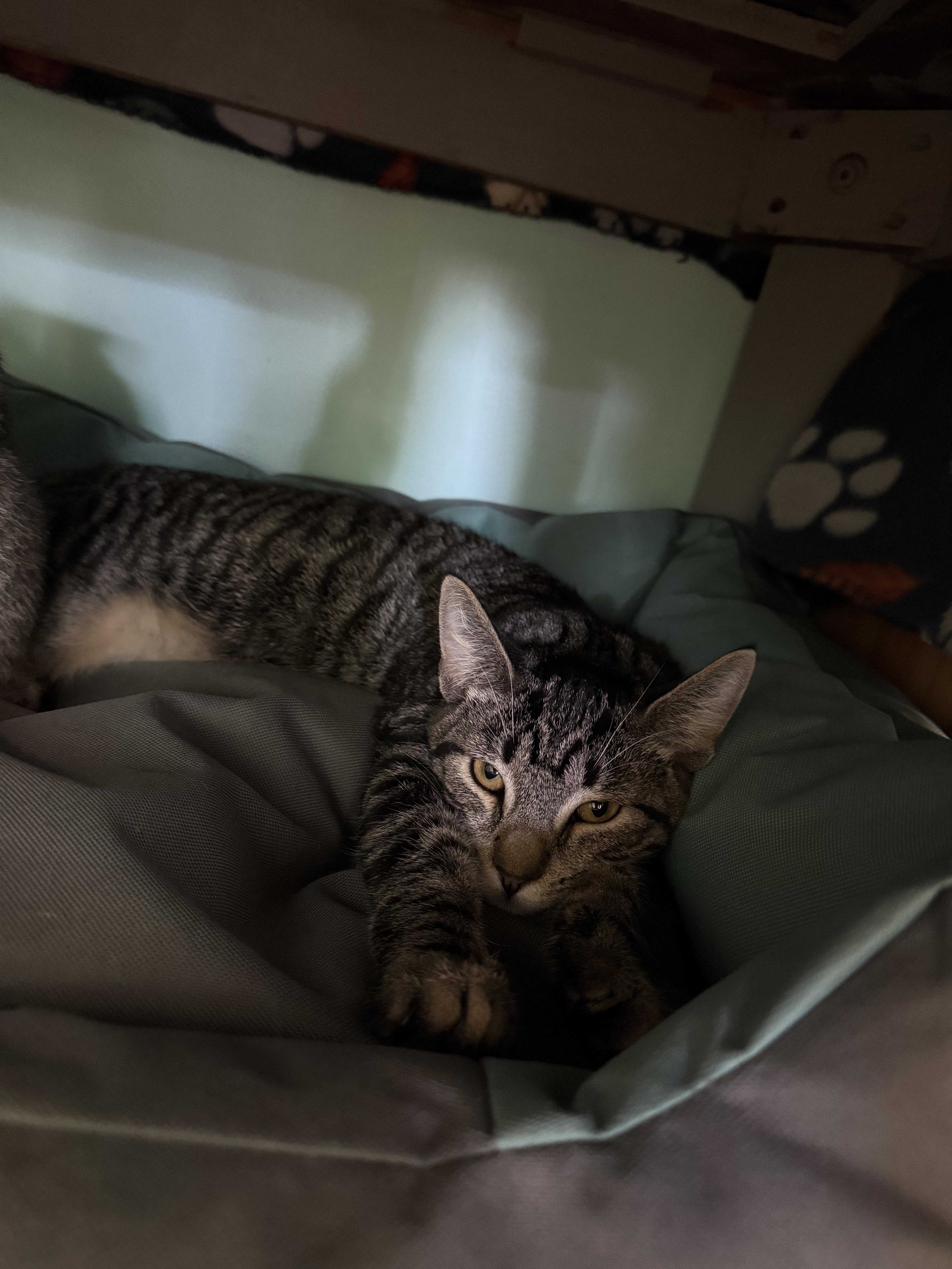 Enlarge Gabapentin, a Adoptable Domestic Short Hair in Penfield, NY image 6/6