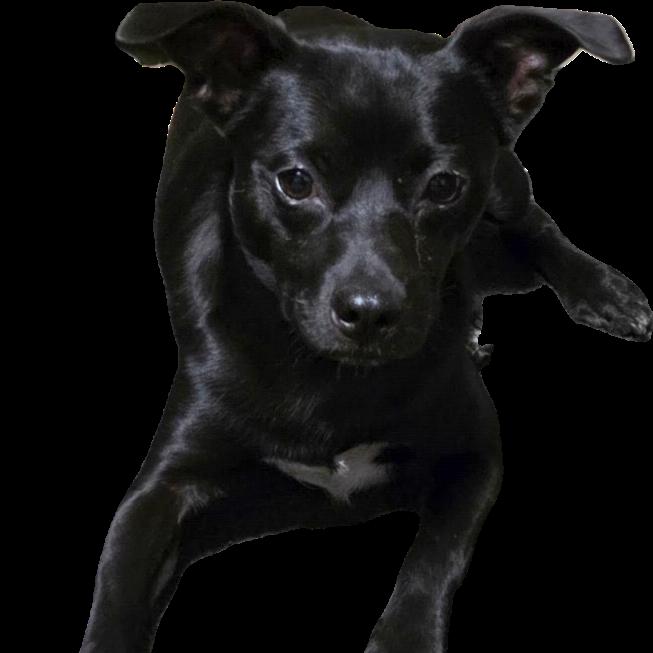 AURO-Theodore, a Adoptable mixed breed in Aurora, MO image 2/3