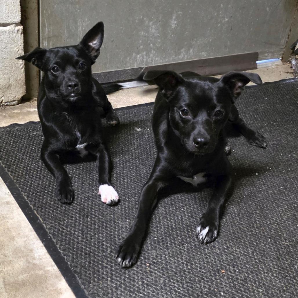 AURO-Theodore, a Adoptable mixed breed in Aurora, MO image 3/3