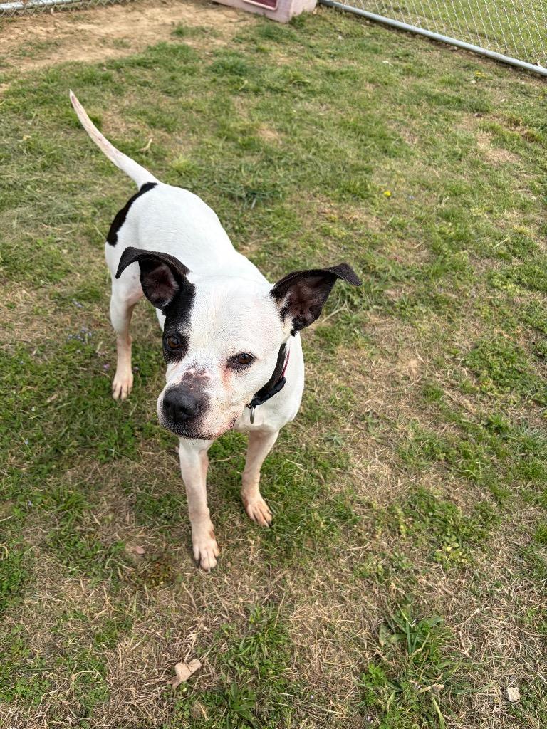Enlarge Buddy, a Adoptable mixed breed in Gallatin, TN image 2/3