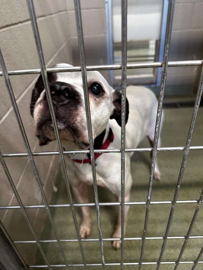 Enlarge Buddy, a Adoptable mixed breed in Gallatin, TN image 3/3