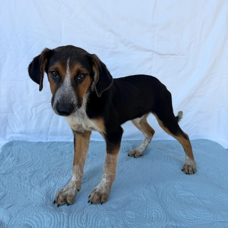 Padfoot photo
