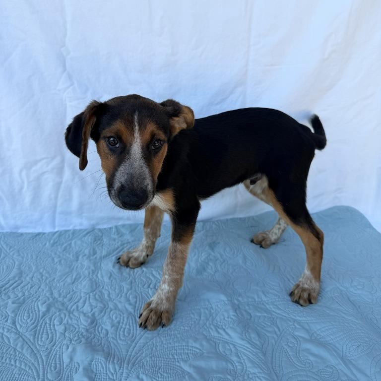 Enlarge Padfoot, a Adoptable mixed breed in Carencro, LA image 2/5