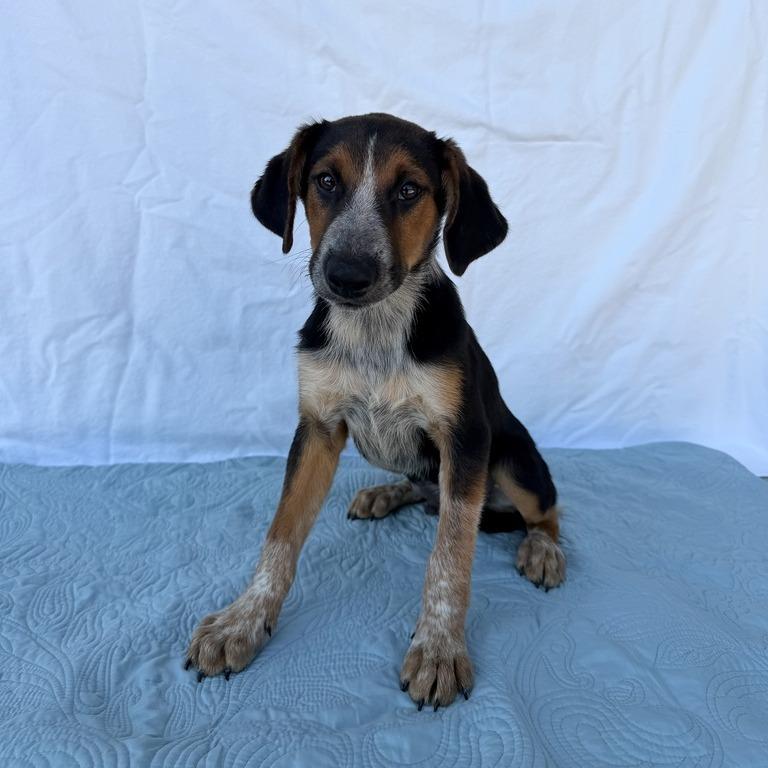 Enlarge Padfoot, a Adoptable mixed breed in Carencro, LA image 3/5