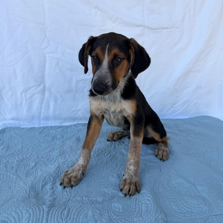 Enlarge Padfoot, a Adoptable mixed breed in Carencro, LA image 4/5