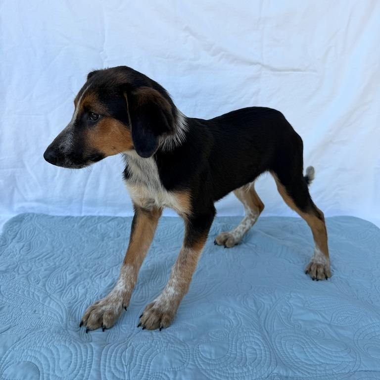 Enlarge Padfoot, a Adoptable mixed breed in Carencro, LA image 5/5