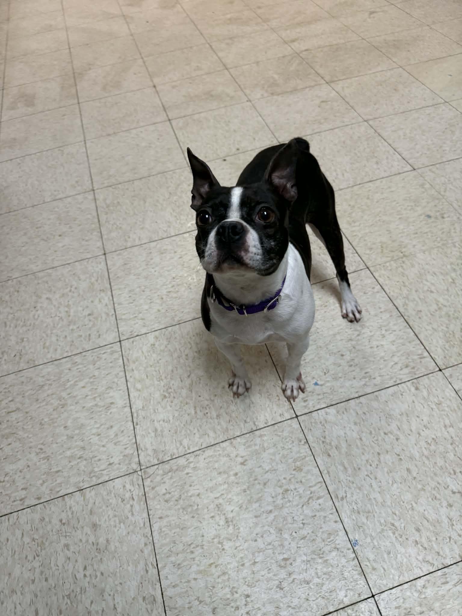 Charbonnet, ADOPTABLE, Adult Female Boston Terrier.