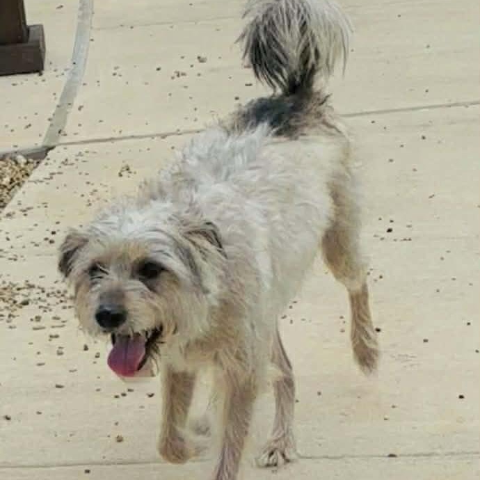 Enlarge Milo, an adopted mixed breed in Seattle, WA image 2/6