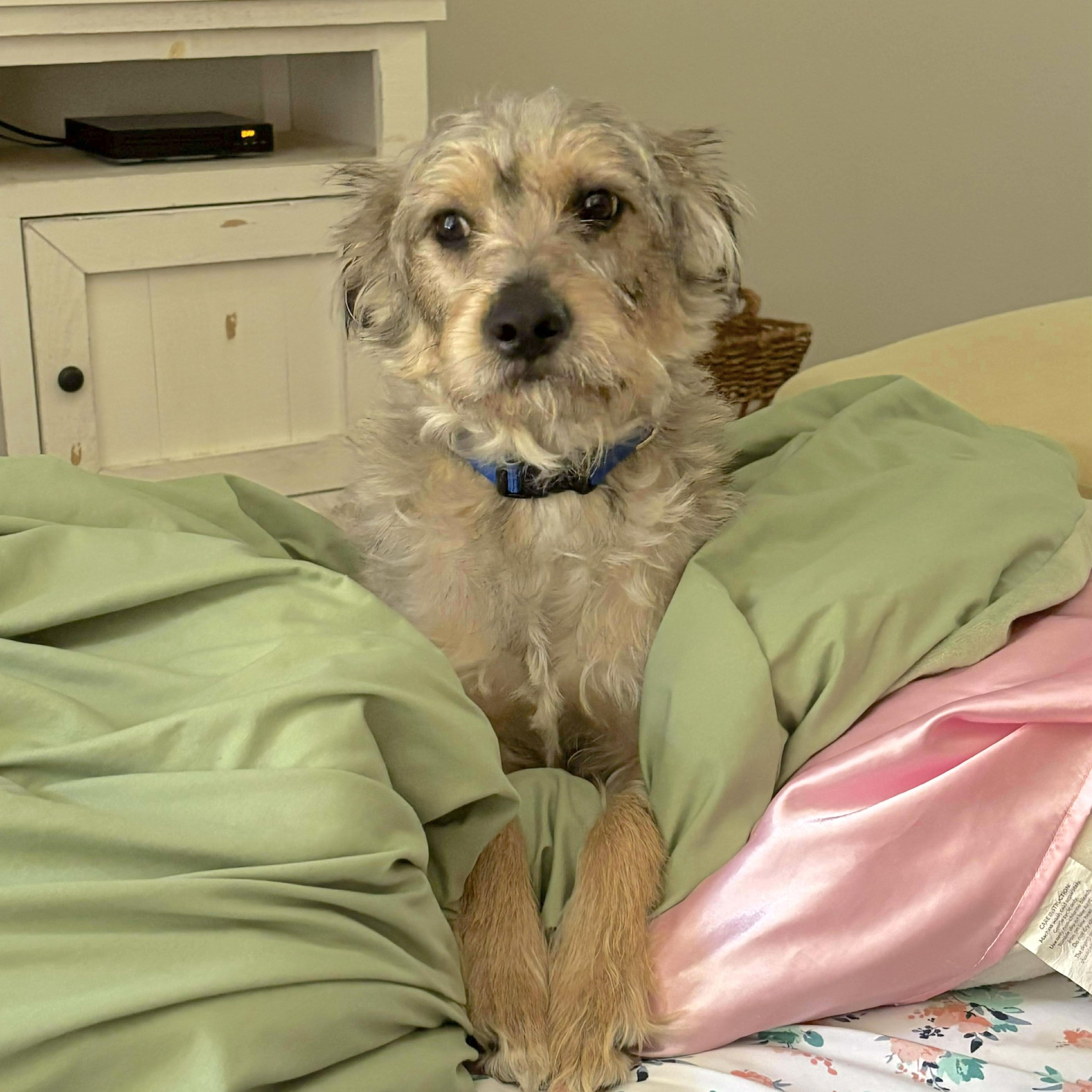 Enlarge Milo, an adopted mixed breed in Seattle, WA image 5/6