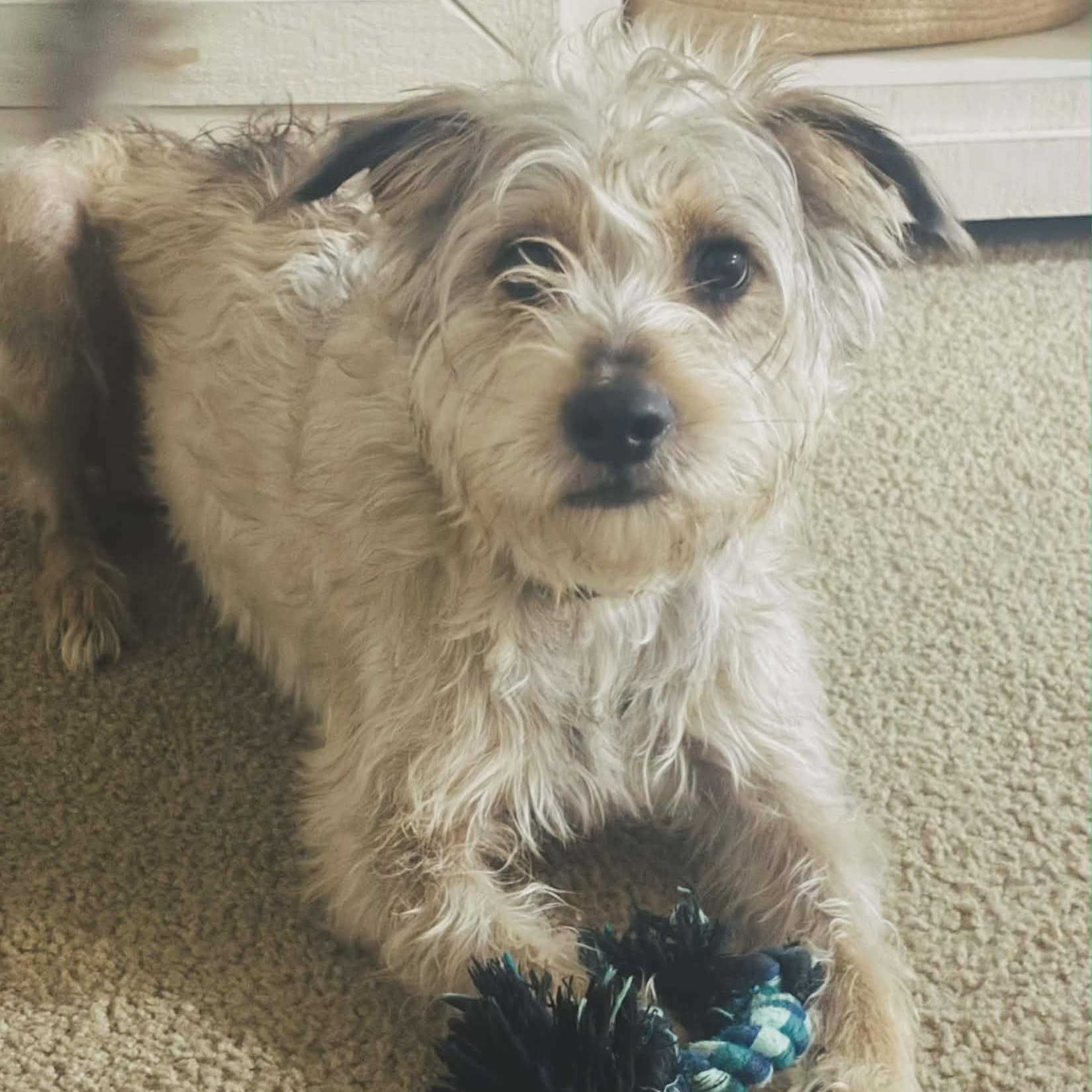 Milo, adopted, Adult Male Wirehaired Terrier & Border Terrier.