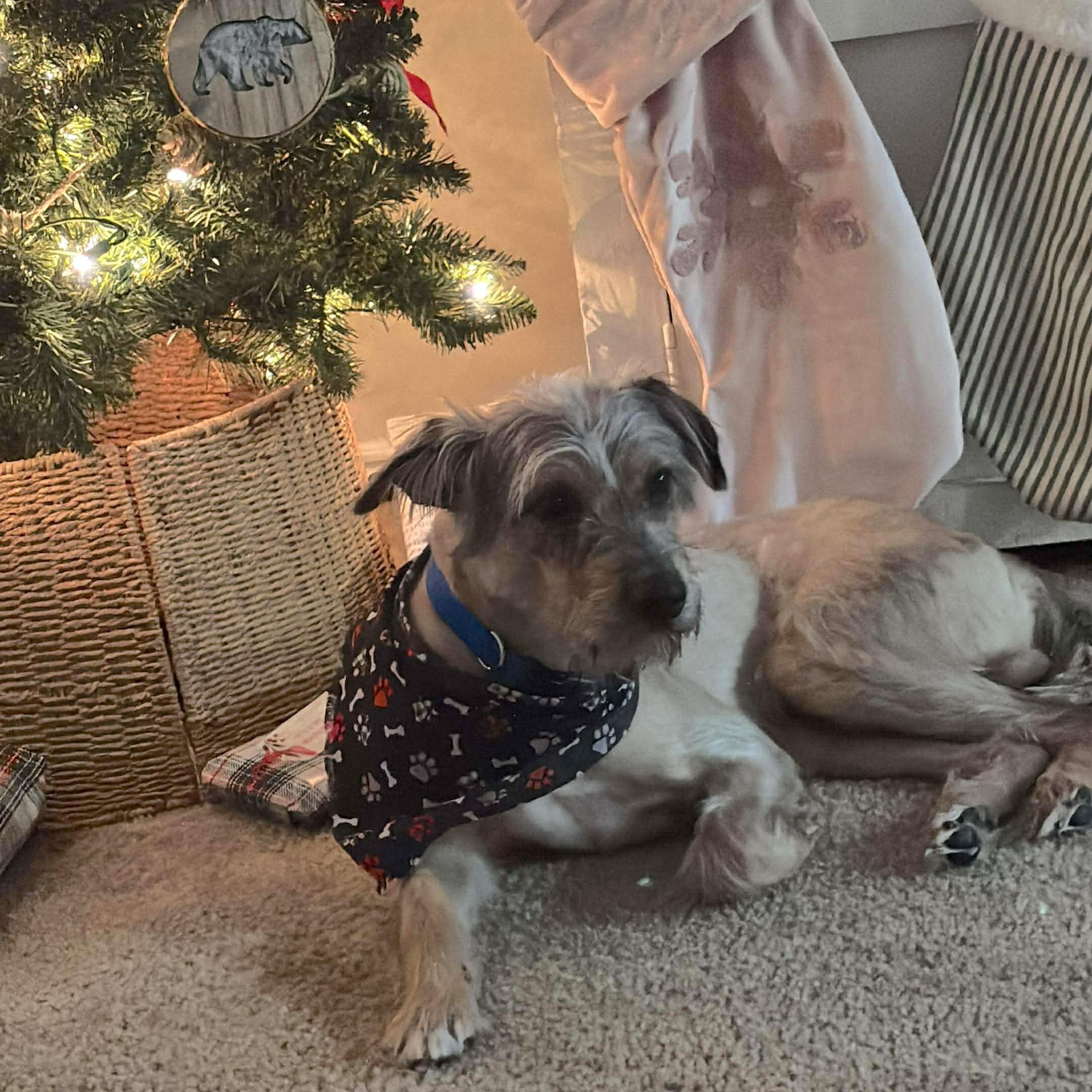 Enlarge Milo, an adopted mixed breed in Seattle, WA image 6/6