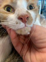 Enlarge Jesus, a Adoptable Domestic Medium Hair in Dallas, TX image 1/4