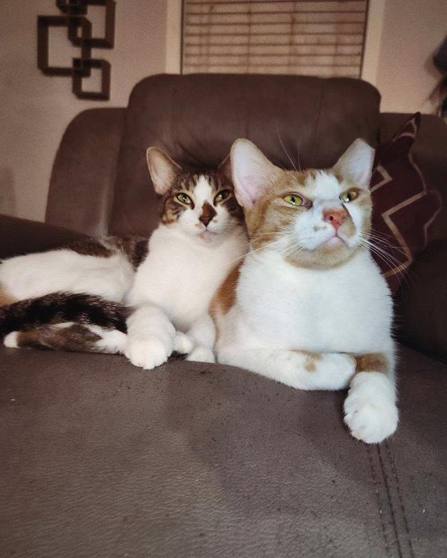 Enlarge Jesus, a Adoptable Domestic Medium Hair in Dallas, TX image 3/4