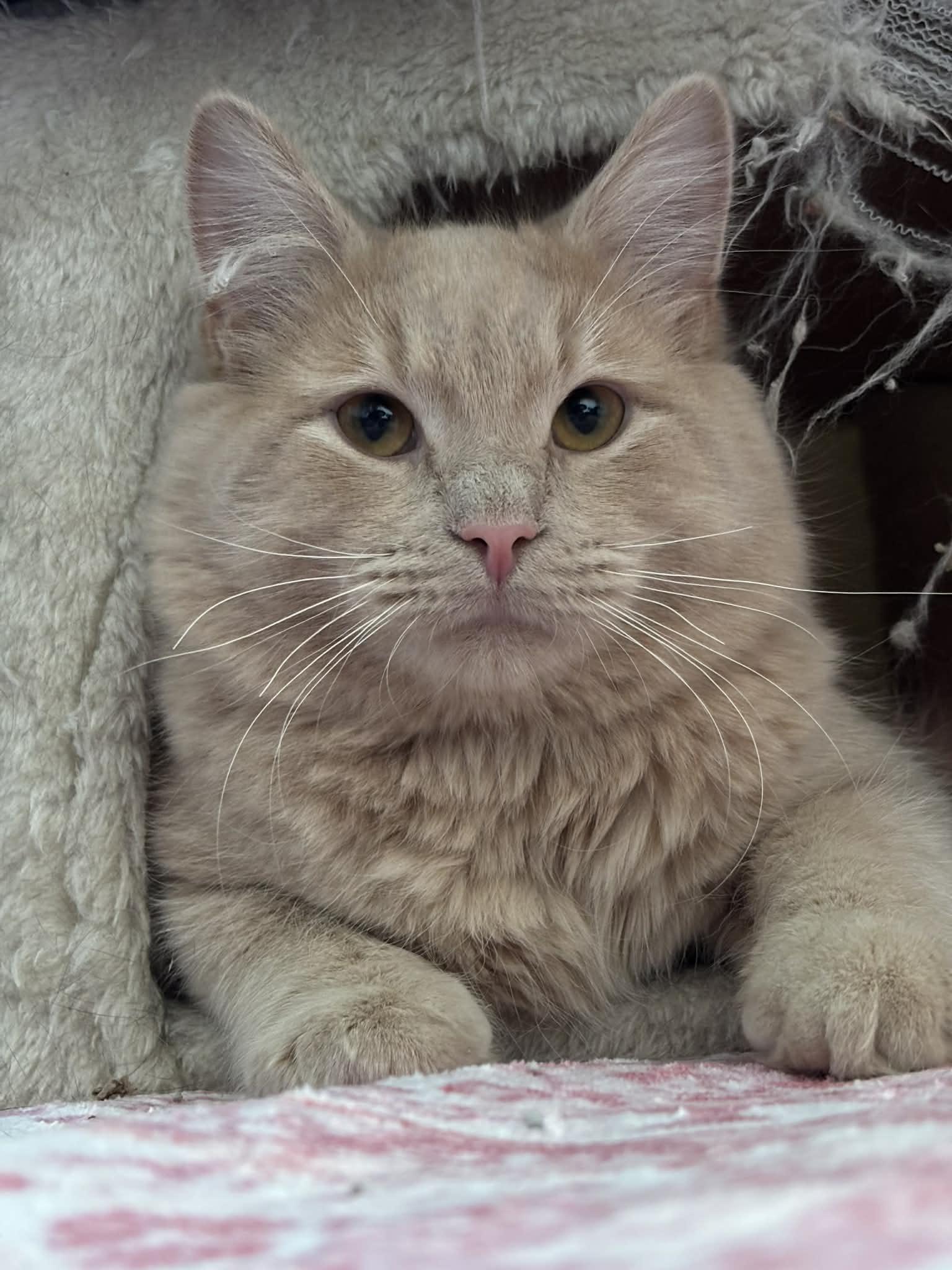 Smokey and King, an adopted Domestic Medium Hair in Pittsburgh, PA image 4/6