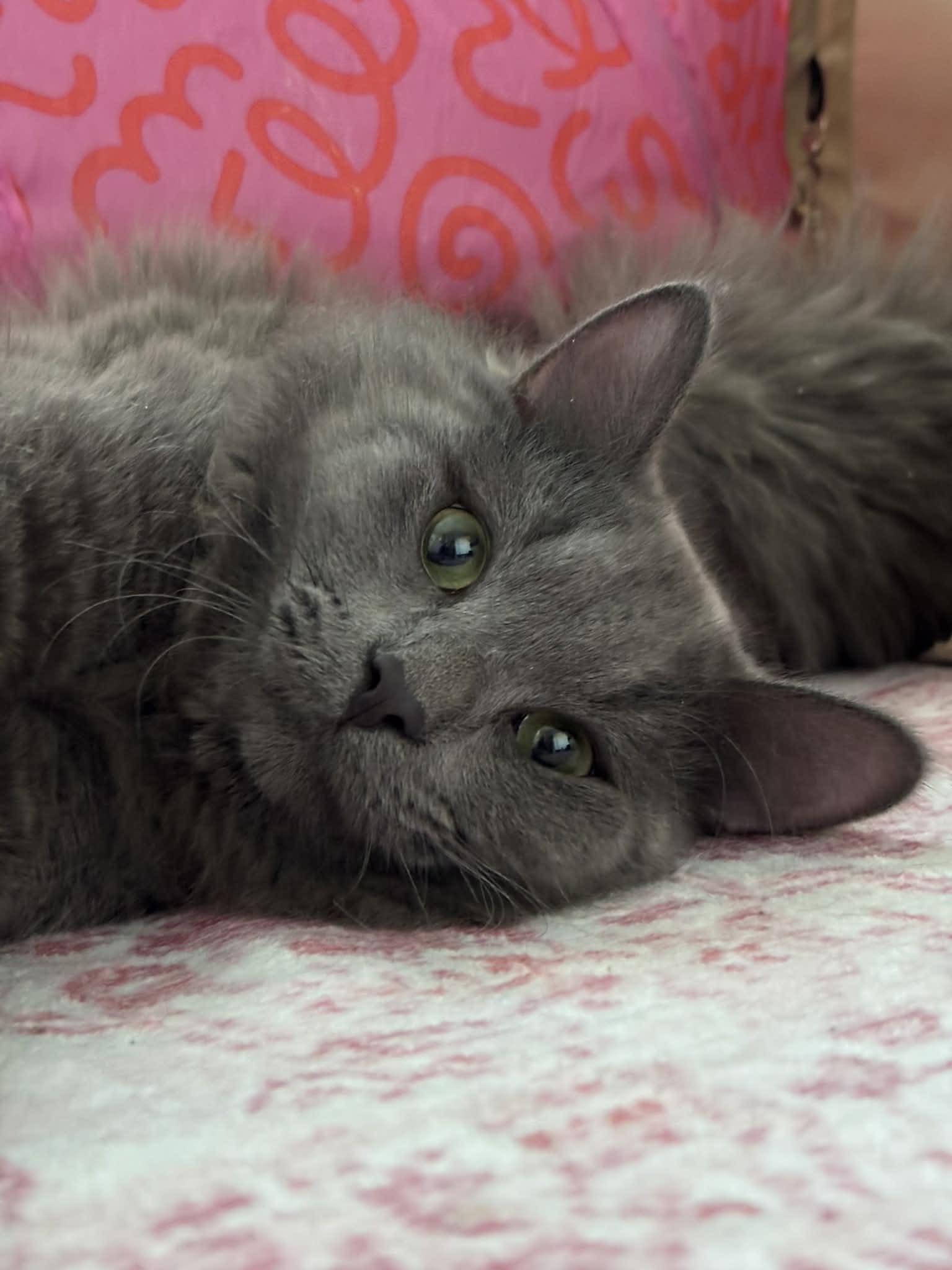 Smokey and King, an adopted Domestic Medium Hair in Pittsburgh, PA image 5/6