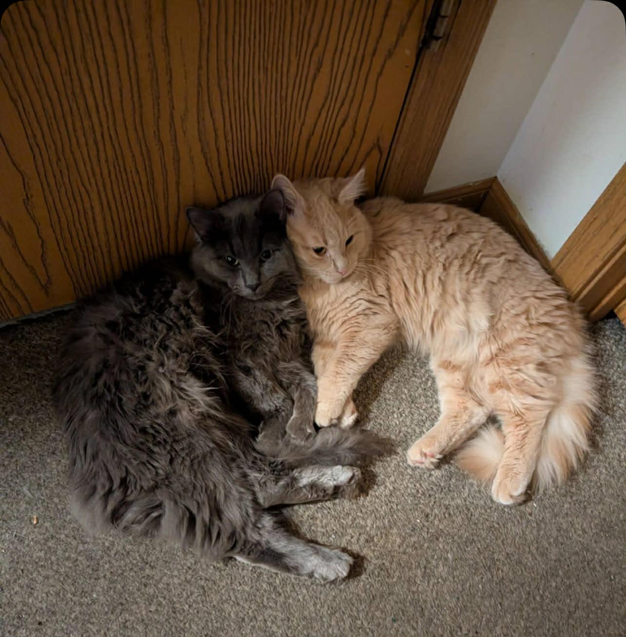 Smokey and King, an adopted Domestic Medium Hair in Pittsburgh, PA image 1/6