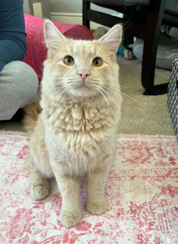 Smokey and King, an adopted Domestic Medium Hair in Pittsburgh, PA image 2/6