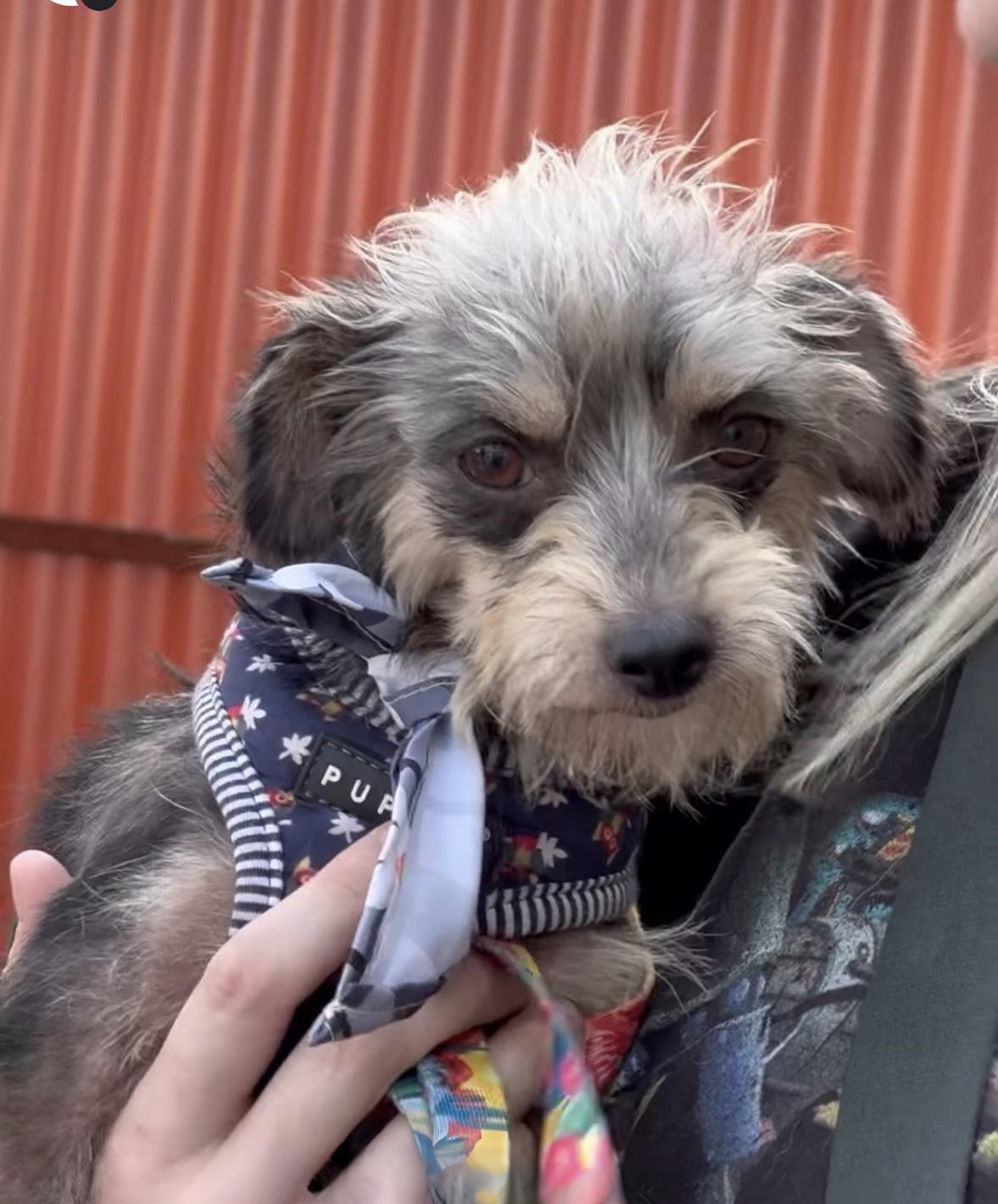 Pidge, an adopted mixed breed in San Diego, CA image 3/3