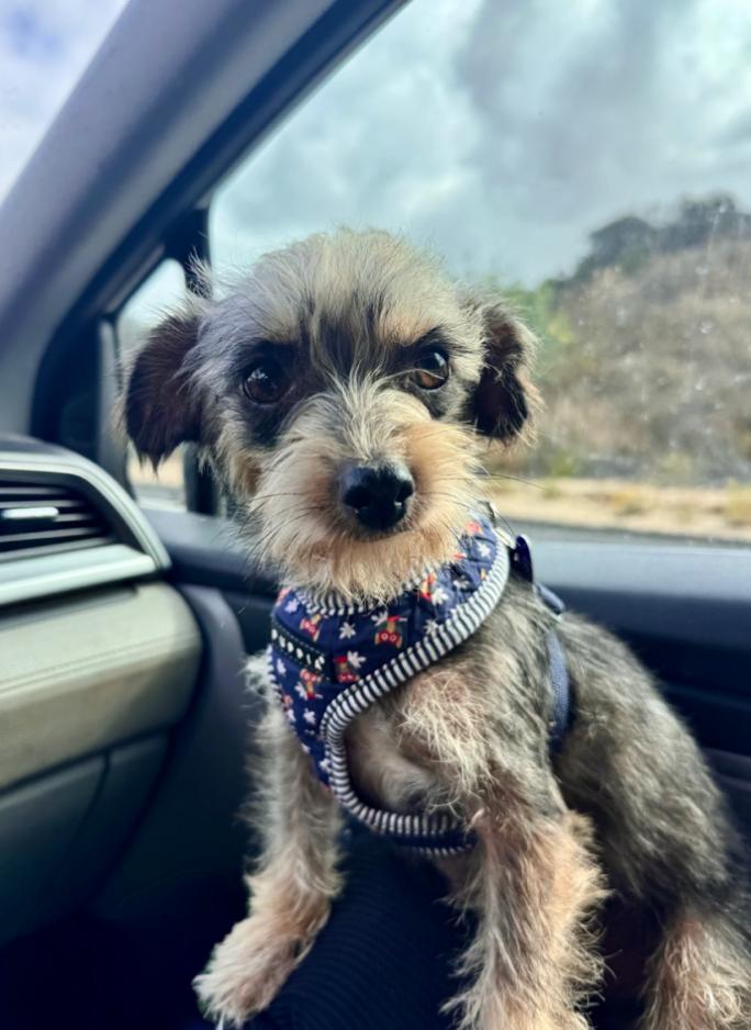 Pidge, adopted, Young Female Yorkshire Terrier & Miniature Schnauzer.