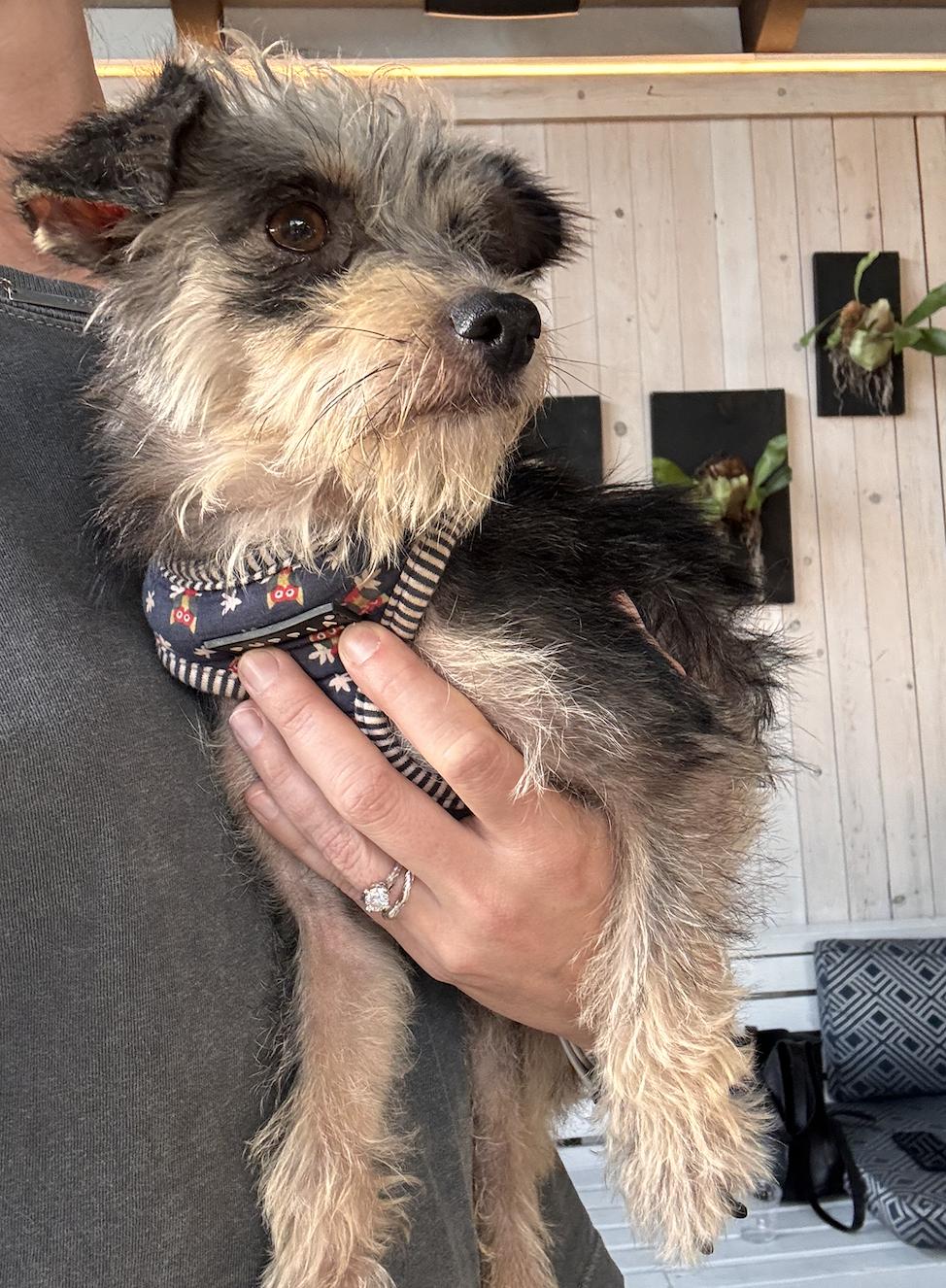 Pidge, an adopted mixed breed in San Diego, CA image 2/3