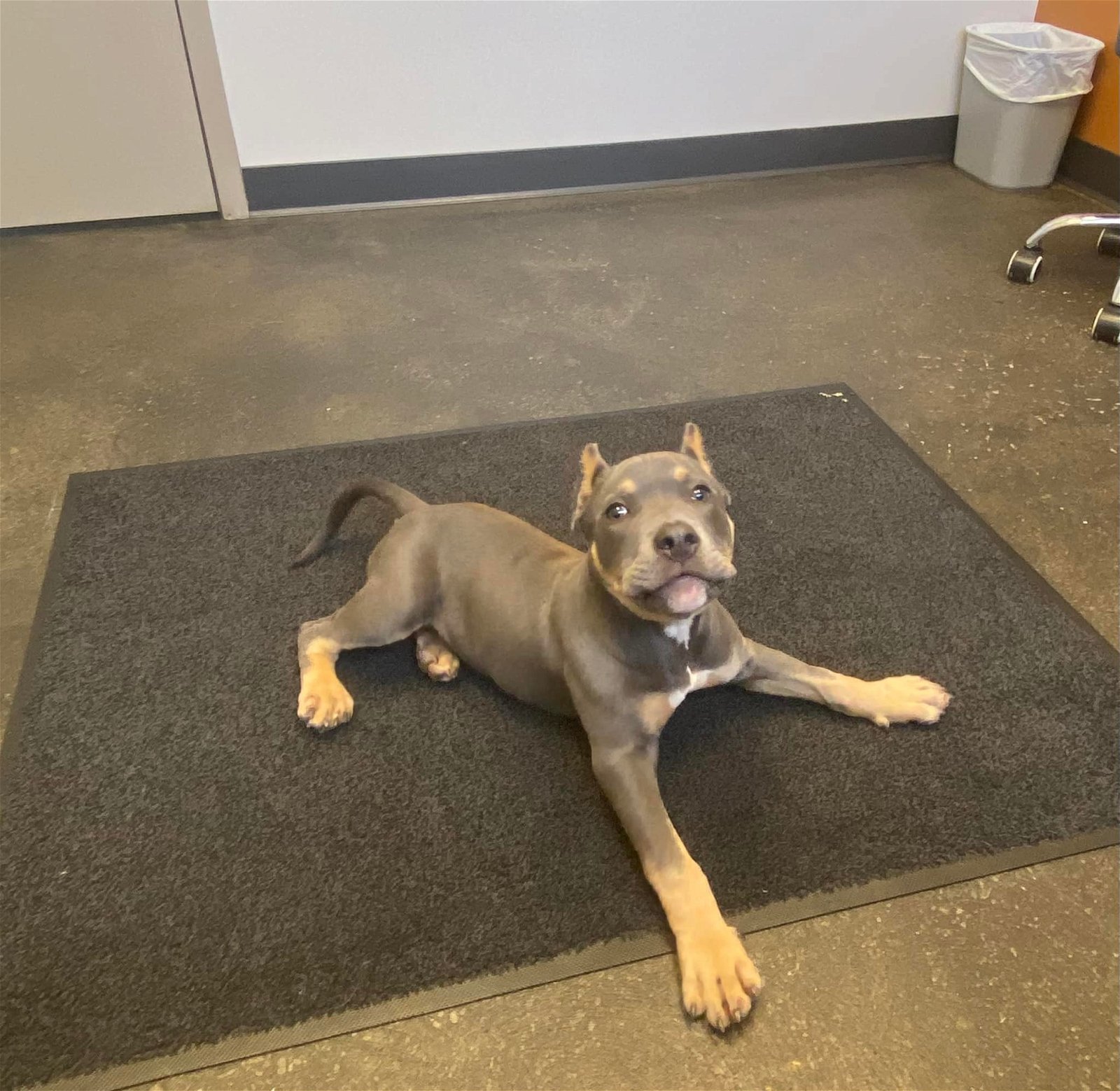 Rudy, a Adoptable Pit Bull Terrier in Belleville, MI image 1/4