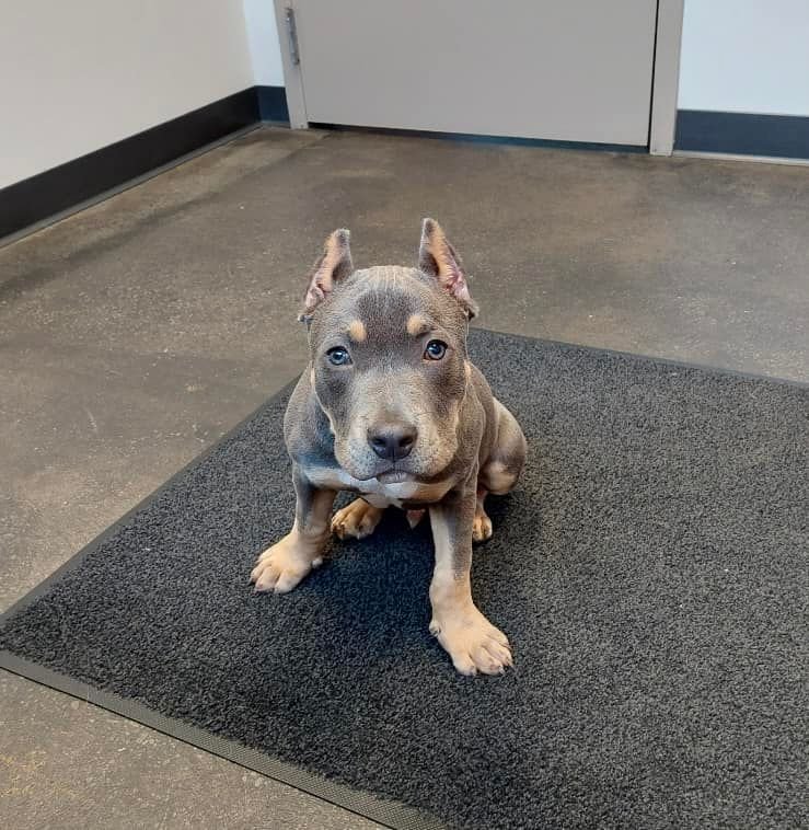 Rudy, a Adoptable Pit Bull Terrier in Belleville, MI image 3/4