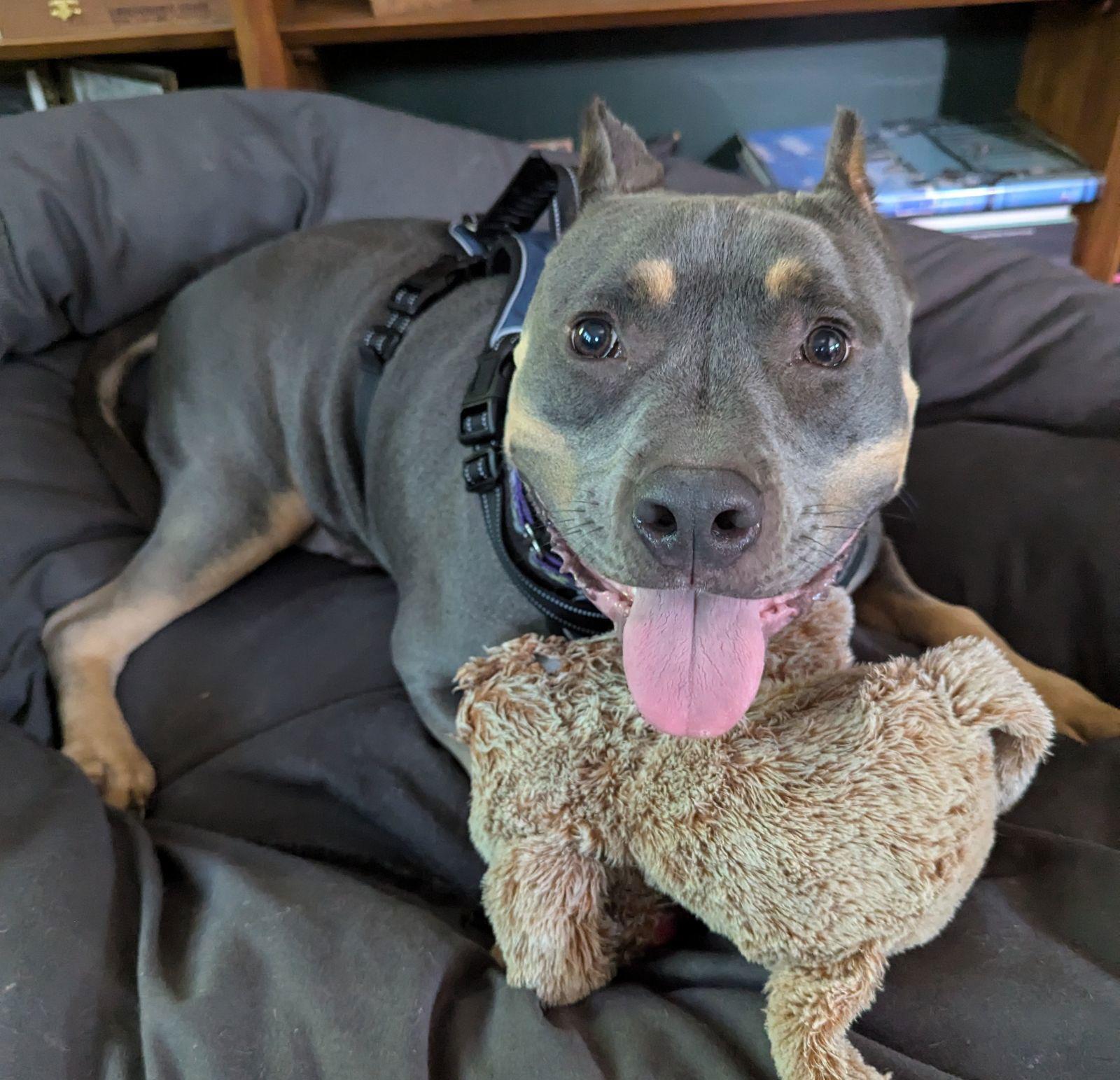 Rudy, a Adoptable Pit Bull Terrier in Belleville, MI image 1/3