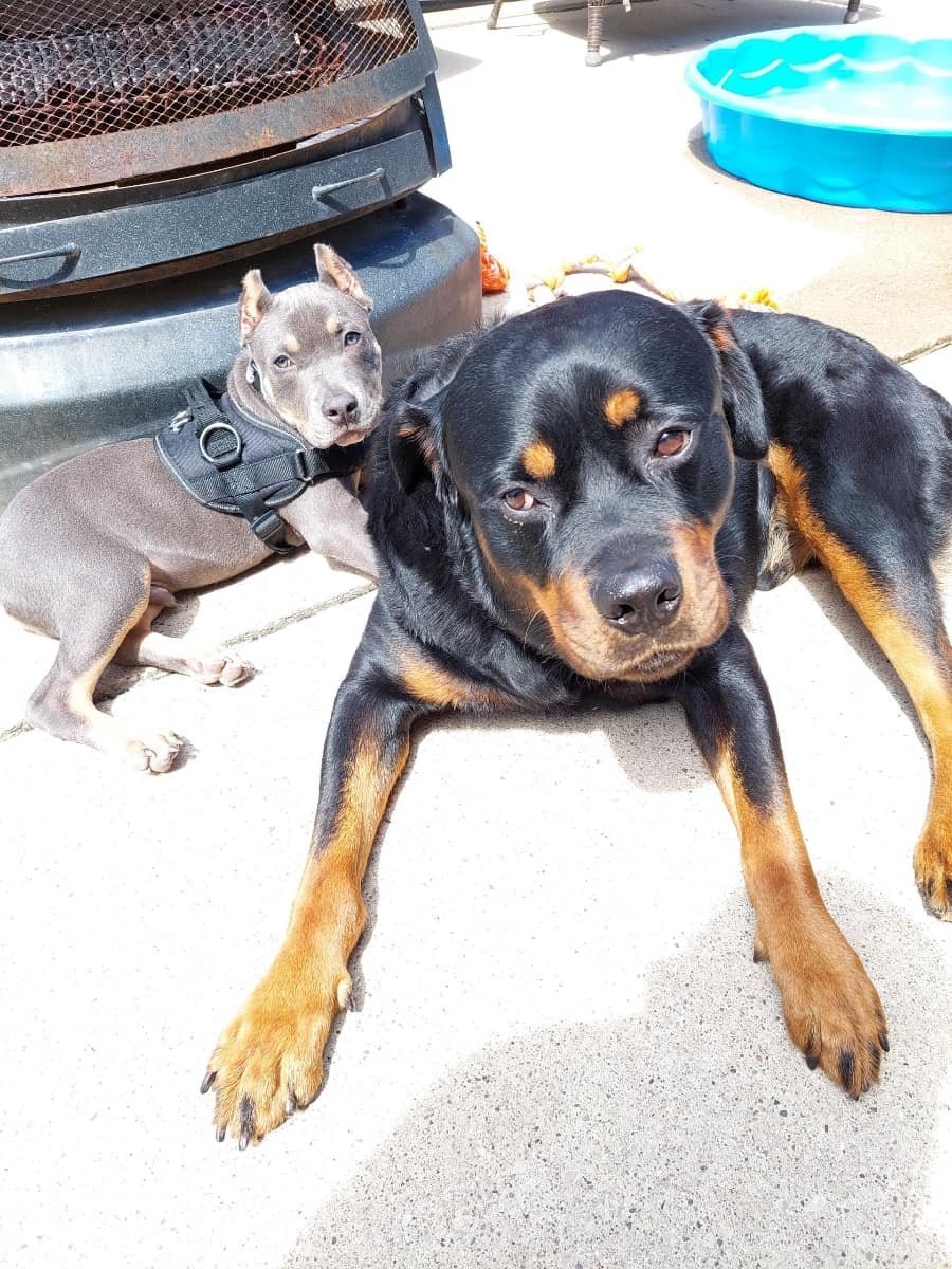 Rudy, a Adoptable Pit Bull Terrier in Belleville, MI image 4/4