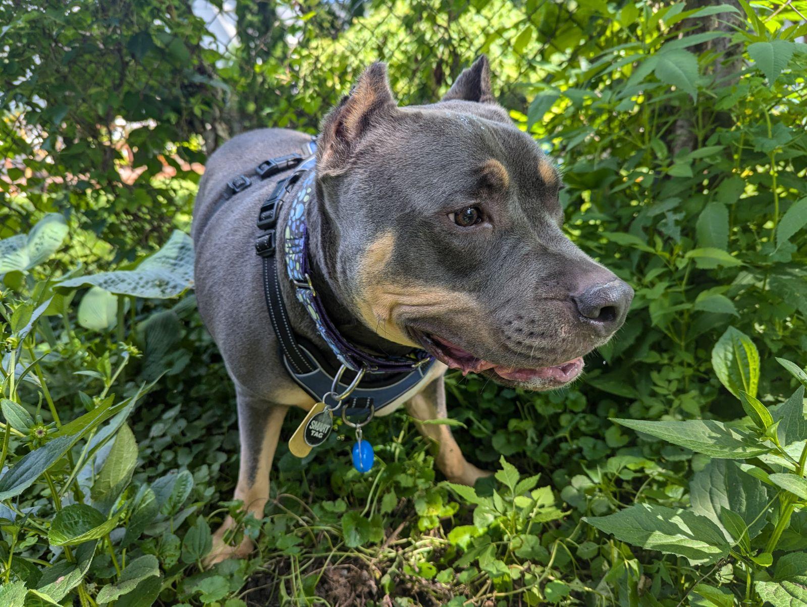 Rudy, a Adoptable Pit Bull Terrier in Belleville, MI image 2/3