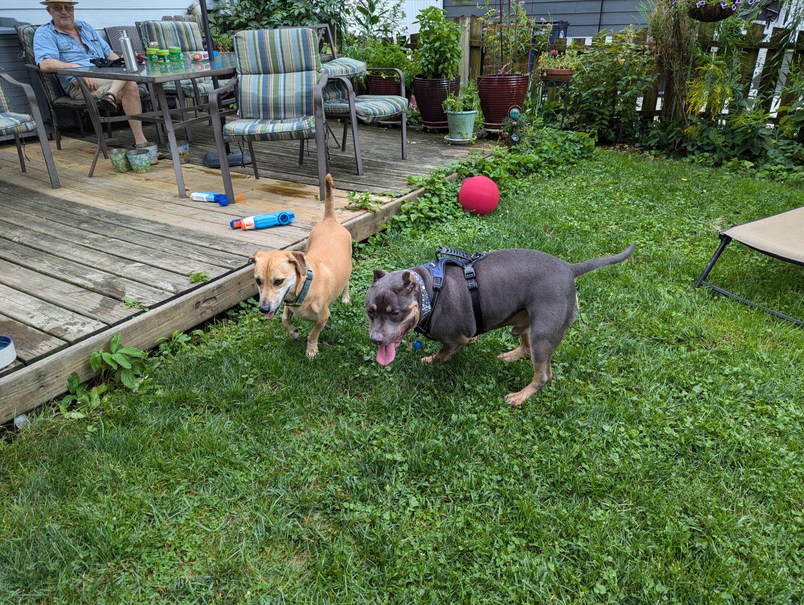 Rudy, a Adoptable Pit Bull Terrier in Belleville, MI image 3/3