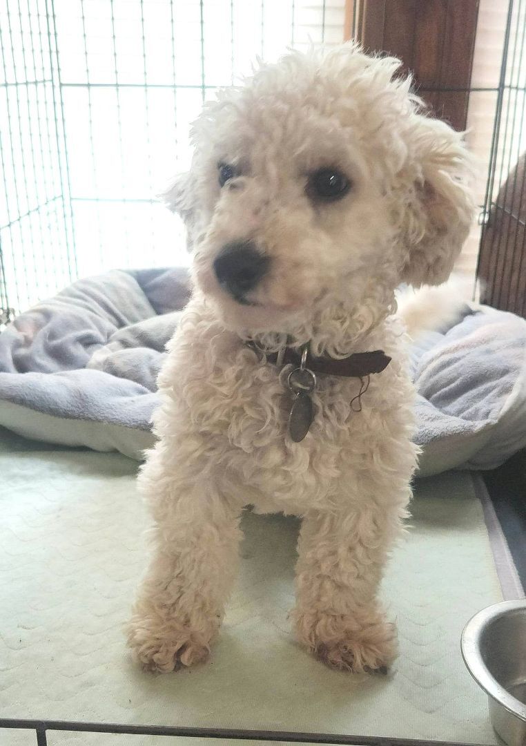 Enlarge Charlie, a Adopted Bichon Frise in Towanda, IL image 1/1