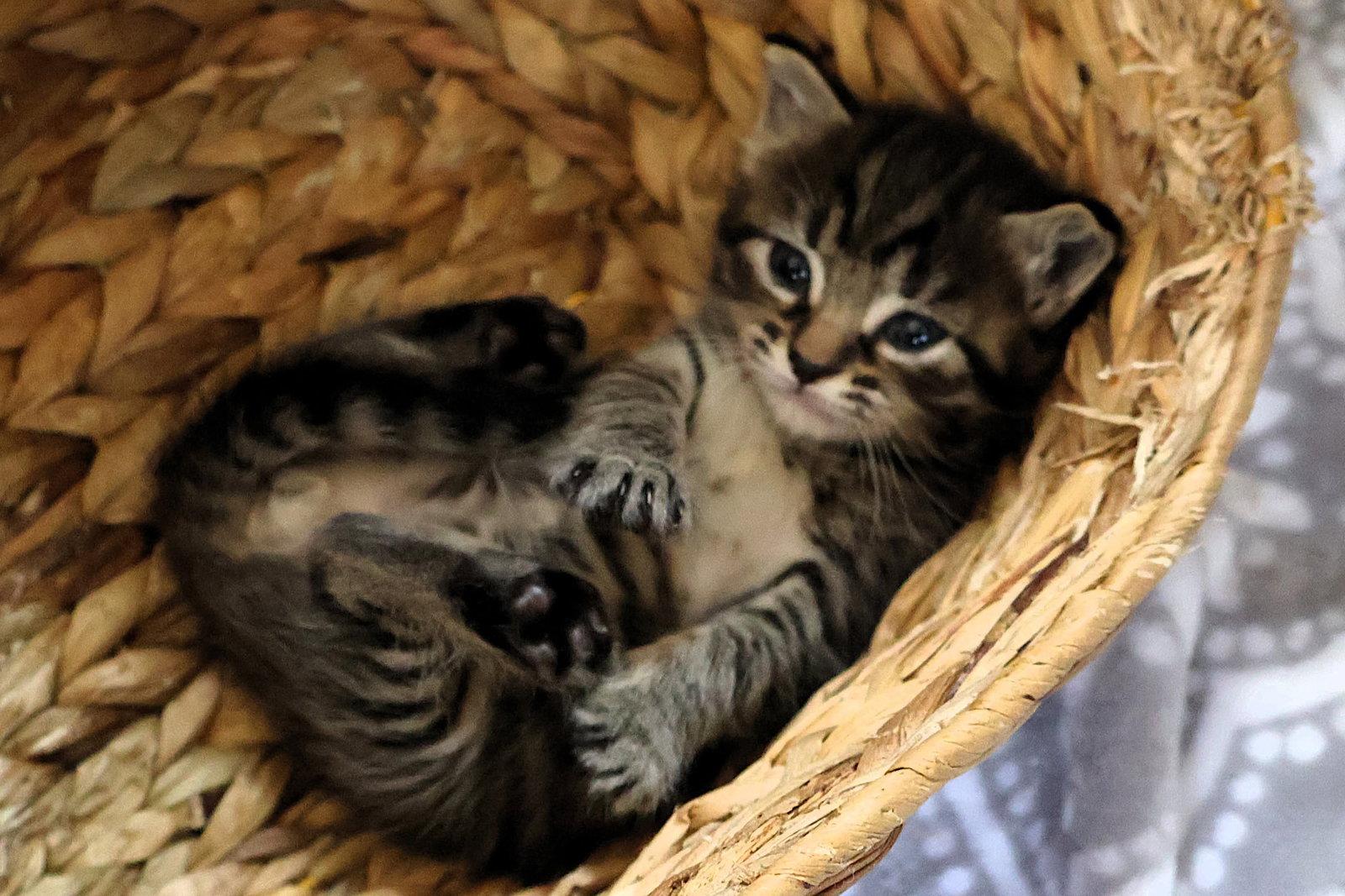 Pretzel, Adoptable, Kitten Female Domestic Short Hair.