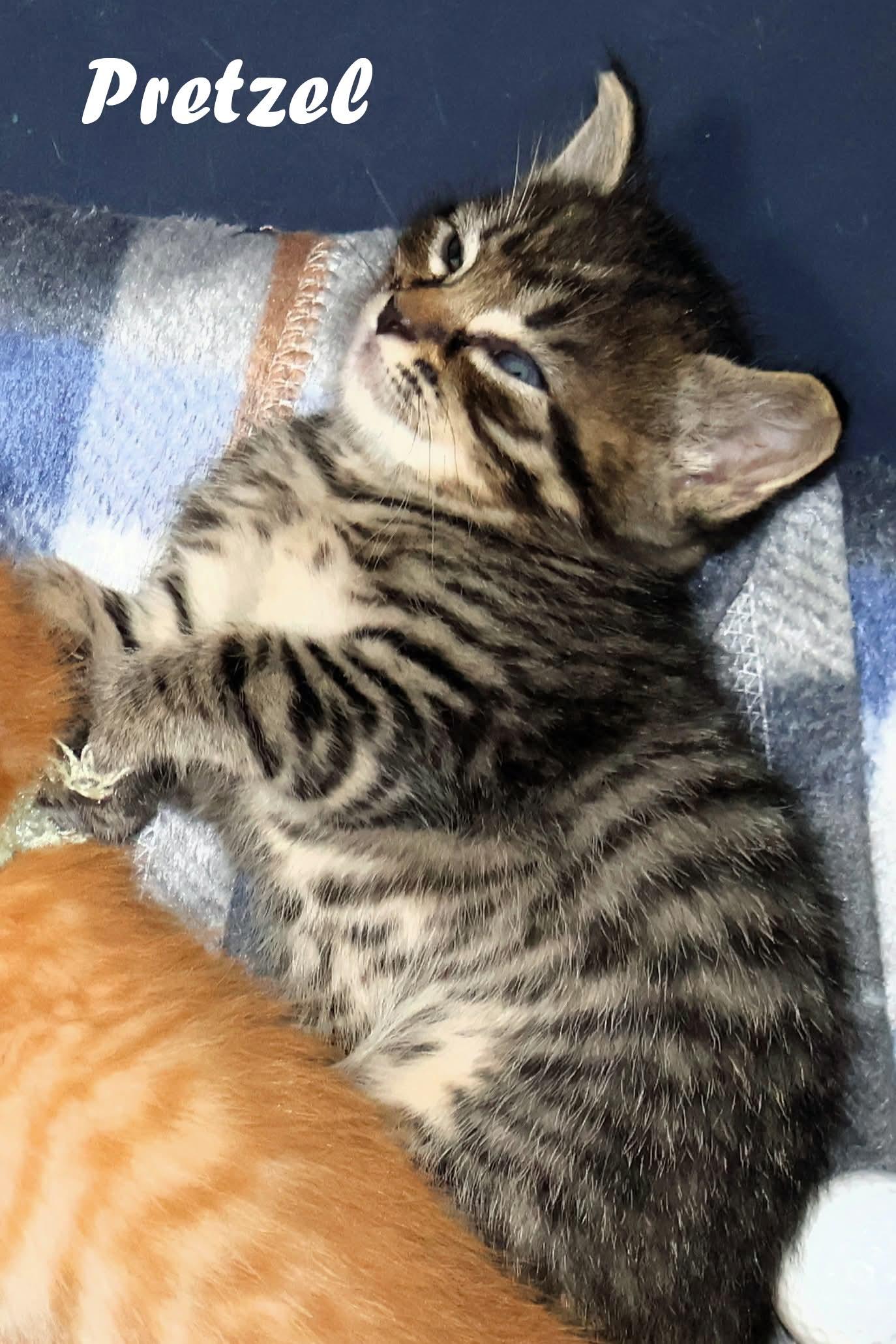 Enlarge Pretzel, a Adoptable Domestic Short Hair in Mount Pleasant, SC image 2/2