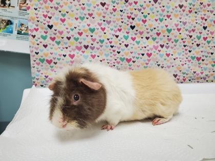 Max, Adoptable, Young Male Guinea Pig & Guinea Pig.