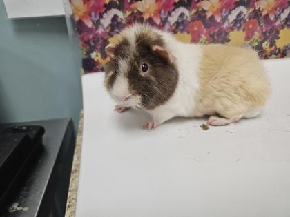Enlarge Max, a Adoptable mixed breed in Maumee, OH image 2/2