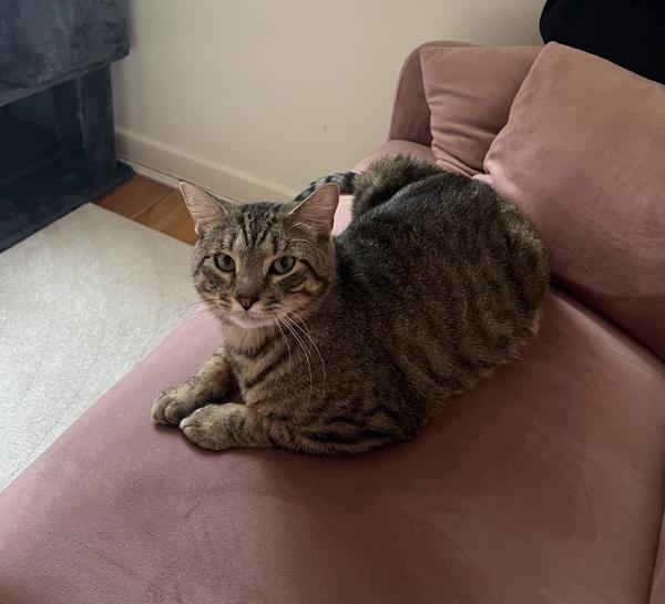 Enlarge Croquette, a Adoptable mixed breed in New York, NY image 1/6