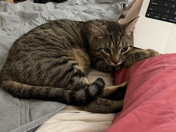 Croquette, Adoptable, Adult Male Domestic Short Hair.