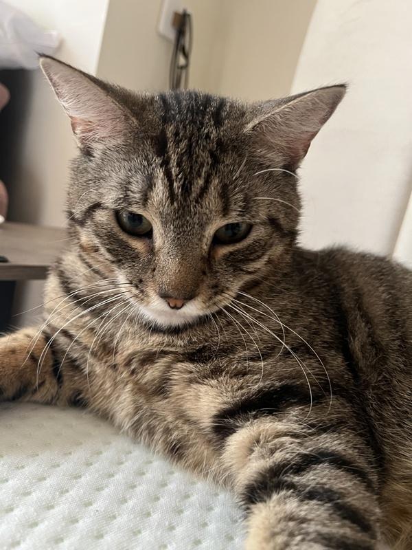 Enlarge Croquette, a Adoptable mixed breed in New York, NY image 2/6