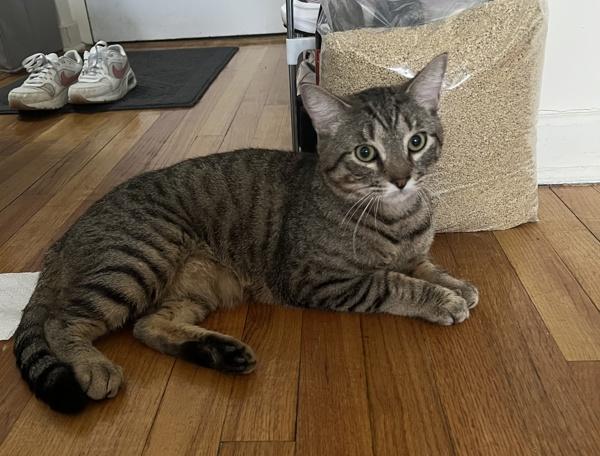 Enlarge Croquette, a Adoptable mixed breed in New York, NY image 3/6