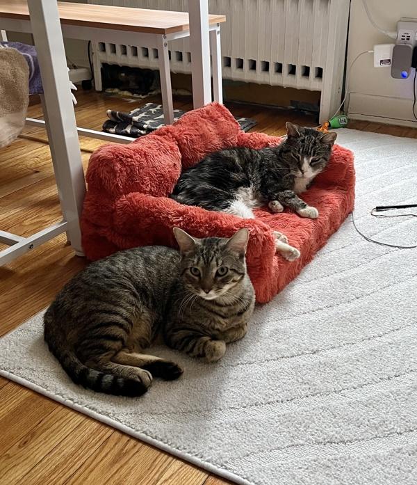 Croquette — thumbnail 6