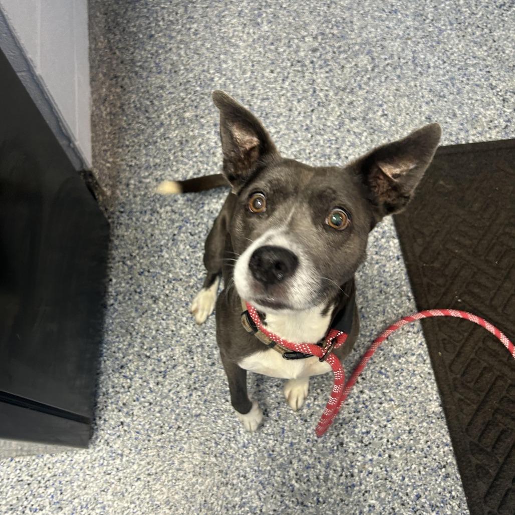 Glinda 25-1821, Adoptable, Adult Female Mixed Breed.