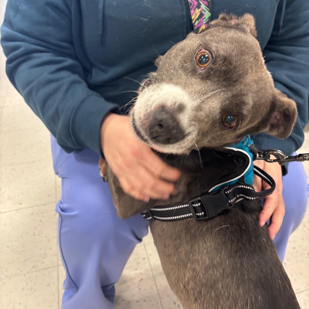 Enlarge Glinda 25-1821, a Adoptable Mixed Breed in Yanceyville, NC image 2/4