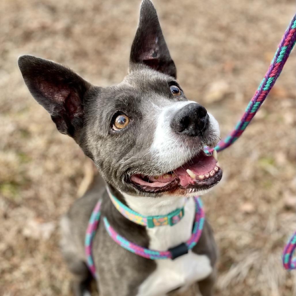 Enlarge Glinda 25-1821, a Adoptable Mixed Breed in Yanceyville, NC image 4/4