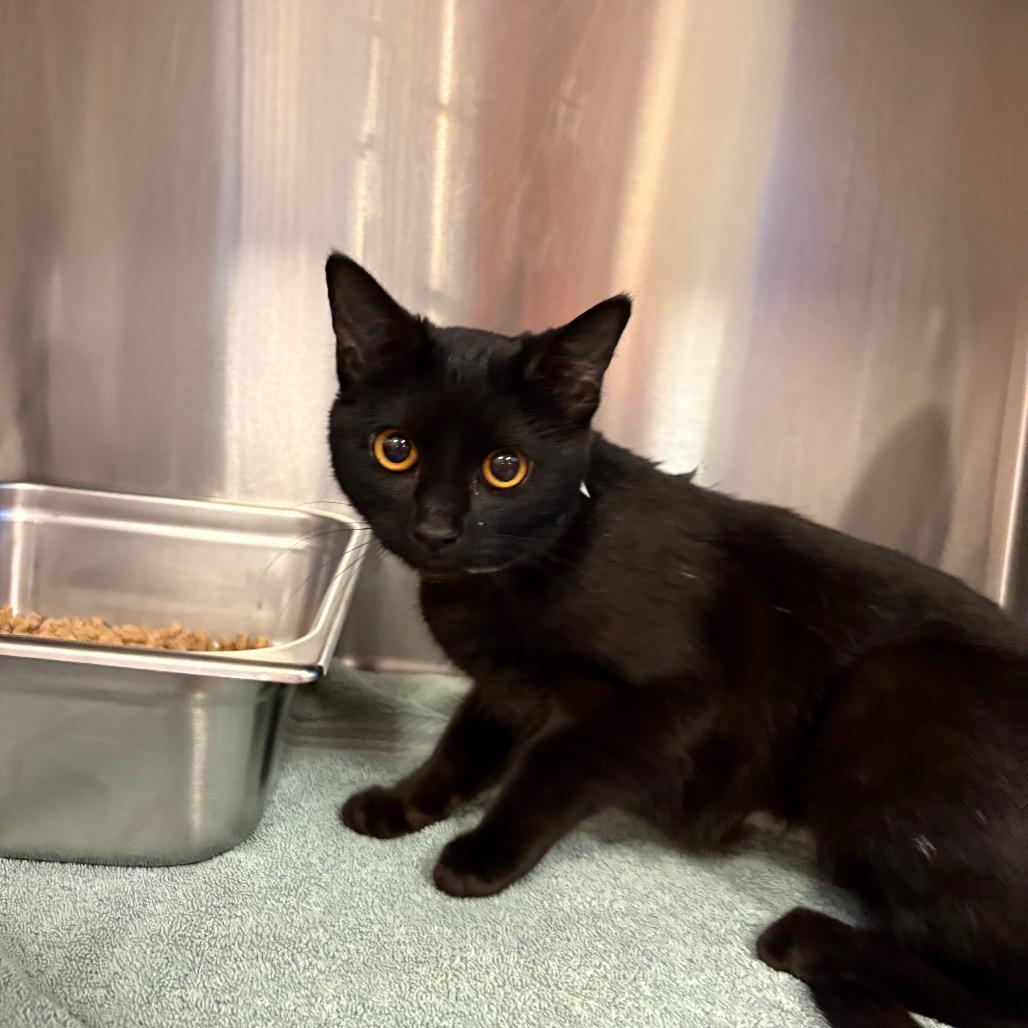 Elli — thumbnail 2